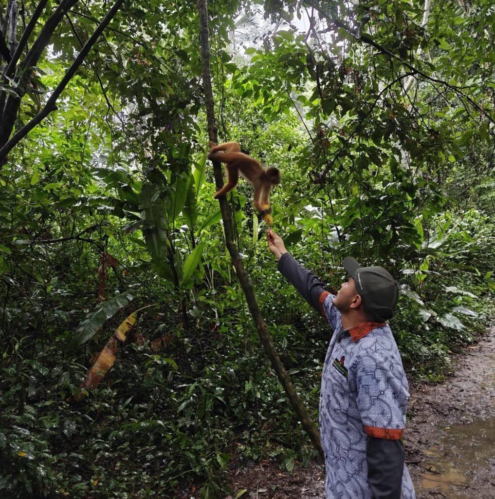 Mono en la Isla de los Monos de Tambopata, Perú