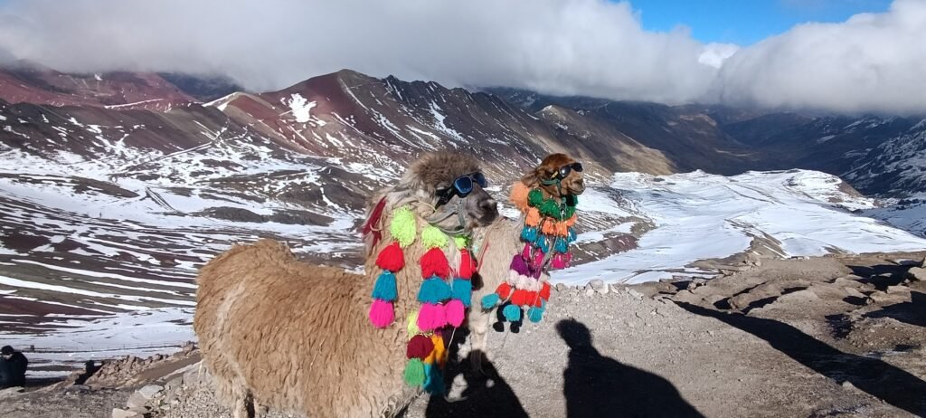 Llamas frente a la Montaña de 7 Colores en Cusco, Perú