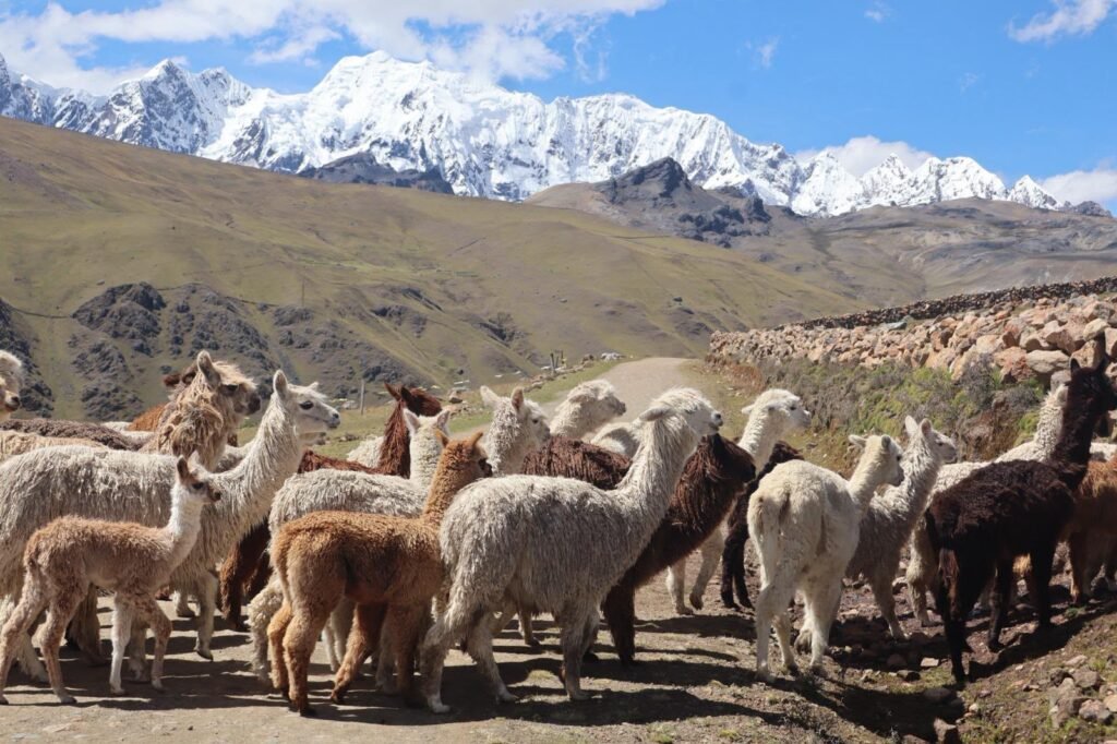 Alpacas pastando entre los paisajes de montaña y nevados del Ausangate, cerca de las 7 Lagunas de Cusco, Perú.