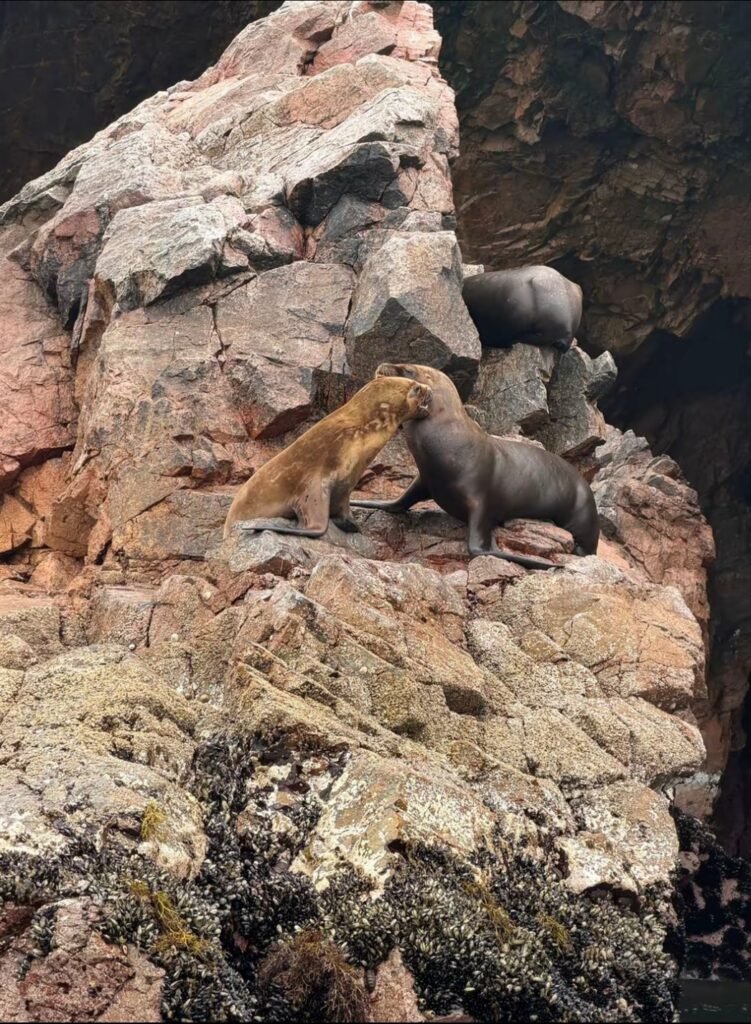 Lobos marinos entre las rocas de las islas Palomino, Callao, Perú. Copiar ALTLobos marinos entre las rocas de las islas Palomino, Callao, Perú.