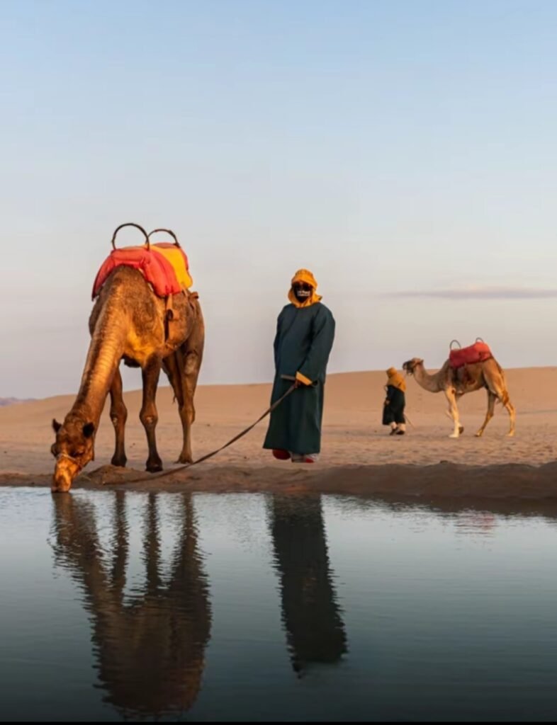 Dromedarios en el desierto de Ica
