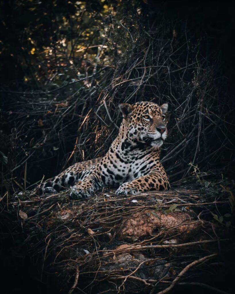 Jaguar en la selva amazónica peruana