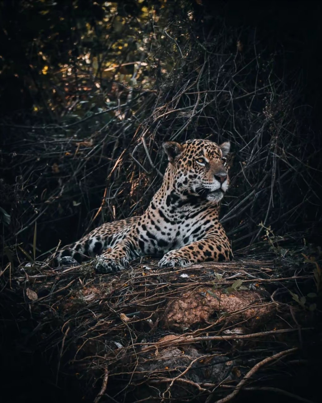 Jaguar en la selva amazónica peruana