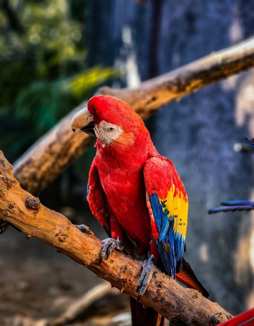 Tambopata, biodiversidad y fauna de la Amazonía peruana