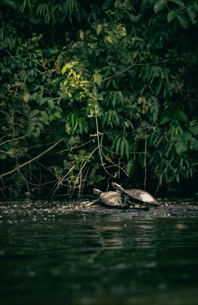 Dos tortugas en un río de Tambopata, Amazonía peruana
 